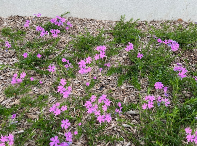 【SDGs】本社エントランスを彩る「芝桜」のご紹介